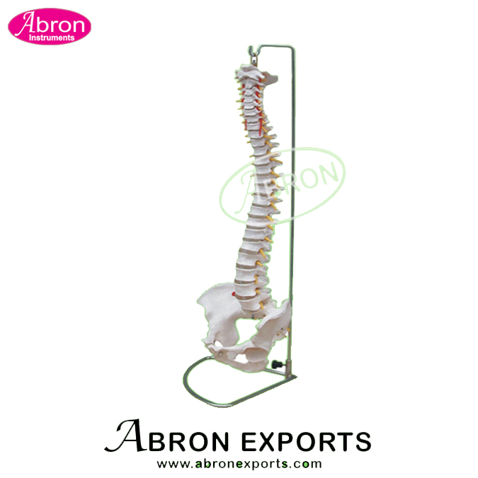 Model Human Skeleton Cervical Vertebral Column with Neck Artery Nursing and Medical Model Like XC-133 Abron AB-131SVC